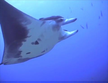 Belly view of manta ray m30 swimming from left to right.
