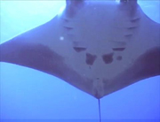 Belly view of manta ray M31