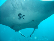 Belly view of manta ray M32