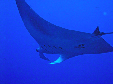 Belly view of manta ray M32 swimming to the left