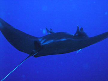 Top view of manta ray M32 swimming away from photographer.  Two remoras are attached near the head of the manta.