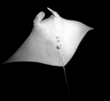 Belly view of manta ray M33 swimming toward the photographer.