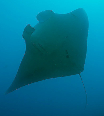 Belly view of manta ray M34 swimming to the left.