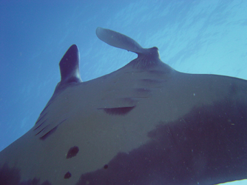 Close up belly view of manta ray M36 swimming away from photographer