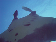 Belly view of manta ray M36