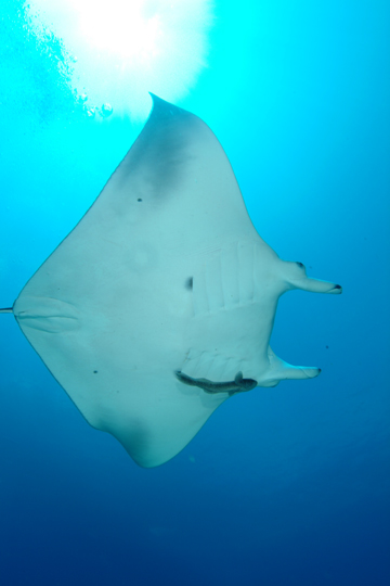 Belly view of manta ray M37 swimming to the right.  A remora is swimming beneath the ray's left eye, but has not attached to the ray.