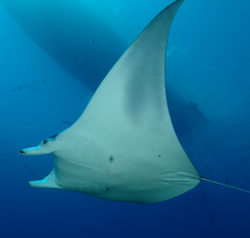 Belly view of manta ray M37 swimming to the left.  The hull of a dive boat is visible above the ray.