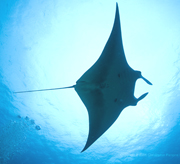 Belly view of manta ray M38