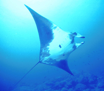 Belly view of manta ray M39 swimming to the right