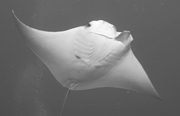 Belly view of manta ray M40