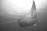 Belly view of manta ray M41