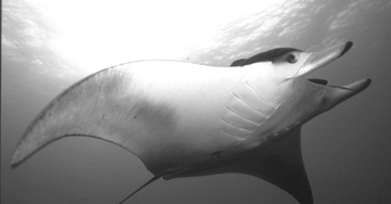 Belly view of manta ray M41 swimming to the right.