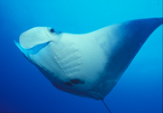 Belly view of manta ray M43