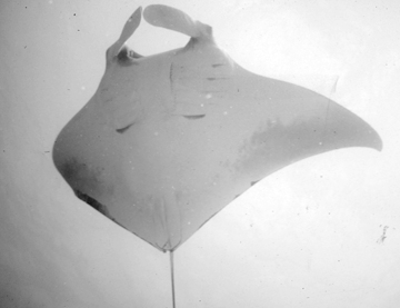Belly view of manta ray M45 swimming toward the photographer