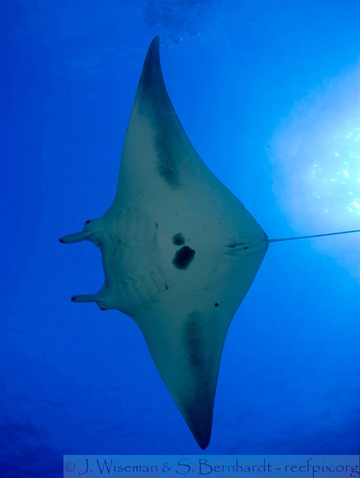 Belly view of manta ray M46 swimming to the left