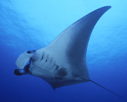 Belly view of manta ray M48