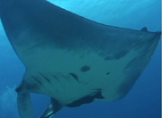 Belly view of manta ray M49