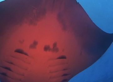 Close up belly view of manta ray M50 swimming away from photographer