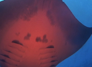Belly view of manta ray M50