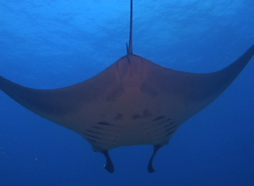 Belly view of manta ray M50 swimming away from photographer
