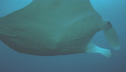Belly view of manta ray M52