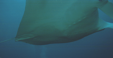 Belly view of manta ray M52 swimming to the right.