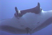 Belly view of manta ray M53