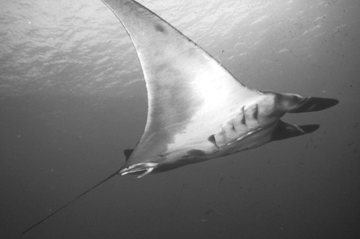 Belly view of manta ray M54 swimming to the right