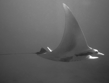 Belly view of manta ray M55 swimming to the right.  A remora is attached to the ray below the right eye.