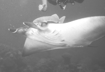 Belly view of manta ray M56 swimming to the left.  Part of a divers arm is visible above the manta. A remora is attached to the ray just above the left eye.