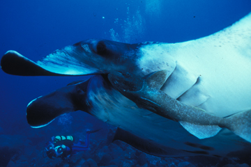 Close up view of head and belly of manta ray M56 swimming to the left.  A remora is attached to the ray just below the left eye.  A diver is visible swimming just above the reef below and behind the ray.