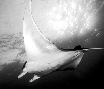Belly view of manta ray M57 swimming to the left