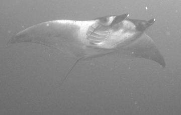 Belly view of manta ray M58 swimming to the right.  A small remora is attached to the ray below the right eye.