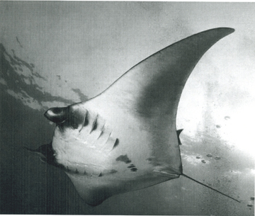 Belly view of manta ray M59 swimming to the left