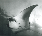 Belly view of manta ray M59