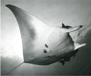Belly view of manta ray M60
