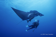 Belly view of manta ray M61 with diver swimming alongside.