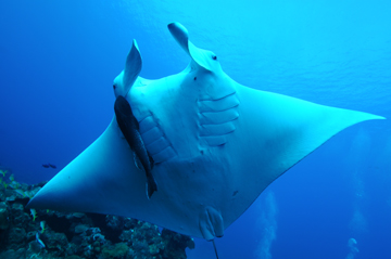 Belly view of manta ray M63. A remora is attached across the gill slits beneath the cephalic lobe on the left.