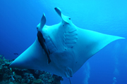 Belly view of manta ray M63
