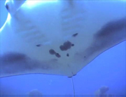 Belly view of manta ray M65