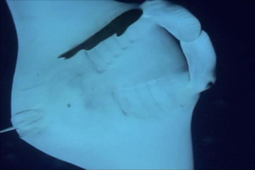 Belly view of manta ray M66 swimming from left to right.  A remora is attached across gills below cephalic lobe on left.