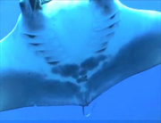 Belly view of manta ray M67