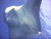 Belly view of manta ray M68