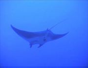 Belly view of manta ray M69