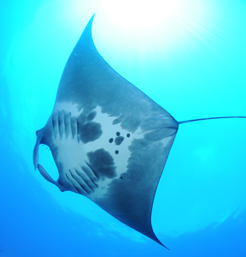 Belly view of manta ray M70 swimming from right to left.