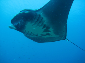 Belly view of manta ray M72 swimming to the left