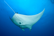 Belly view of manta ray M73