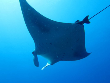 Belly view of manta ray M74 swimming to the left