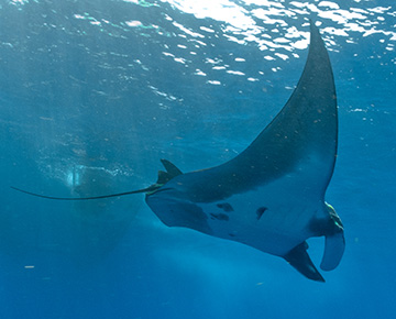 Belly view of Manta Ray M75 swimming to the right
