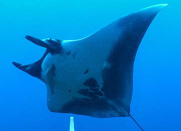 Belly view of manta ray M76 swimming to the left